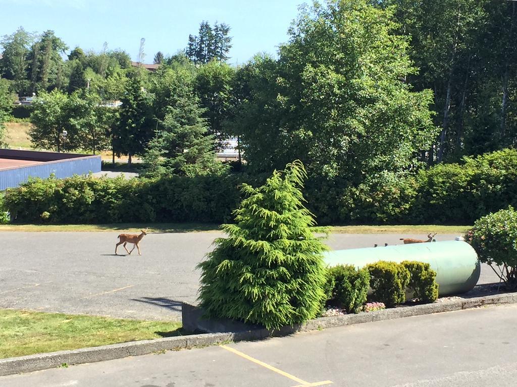 Haida Way Motor Inn Port McNeill Exterior foto